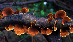 Which functional mushrooms should I take - and are mushrooms nootropics?
